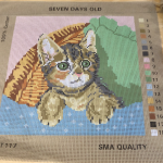 SMA Tapestry Kit= Seven Days Old (35cm x35cm)